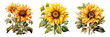 Watercolor sunflower on transparent background Vertical botanical illustrations.