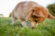 © GRON777 - Pembroke Welsh Corgi dog snorts and digs a hole in the grass in the backyard while walking, doing dog business. Purebred dog spends time outdoors in the summer.