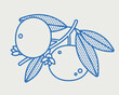 Mandarin branch with fruits. Line art, retro. Plants and herbs for cosmetics.