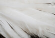 white feather wooly pattern texture
