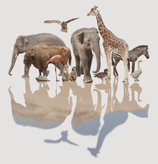 Wall Mural - Double exposure of different wild animals and desert