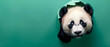curious panda peeking through torn green paper background. Generative AI