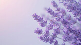 Fototapeta Lawenda - Lavender flowers on pastel background Copy space Top view flat lay : Generative AI