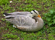  waterfowl wild bird mountain goose sitting on the grass