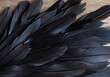 close up of black feathers