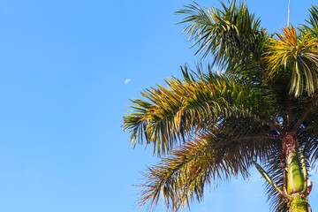 palm tree on sky