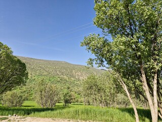 Oak trees in a lush green village in Iran