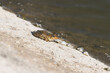 Close-up photo of a frog relaxing by the lake