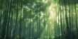 An ethereal morning in a misty bamboo forest with sunlight streaming through the tall, slender bamboo trunks