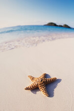 Starfish On Sandy Topical Beach