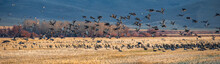 Migrating Mallard Duck In Flight Over Fields