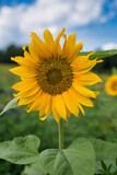 Fototapeta  - Sonnenblume
