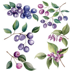 Watercolor Berries, Flowers and Leaves Set Green, Blue, Purple, Decorative Element Isolated on Transparent Background, Holiday, Greeting card, Invitation, Print, Poster, Banner with copy Space