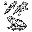 Frog embryo and tadpole animal engraving PNG illustration. Scratch board style imitation. Black and white hand drawn image.