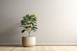 A potted plant sits on a wooden floor against a beige wall.