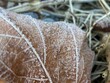 frozen leaf leaves ice crystals on winter leaves