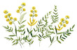 PNG Plant in embroidery style flower herbs wildflower.