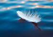 Close up Feather Floating On Blue Calm Water