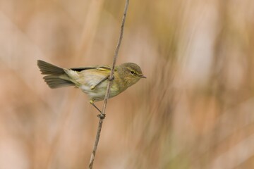 Canvas Print - The common chiffchaff (Phylloscopus collybita) sits on a reed stalk. . Spring in the nature. Phylloscopus collybita