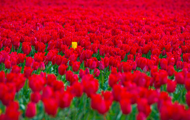 Wall Mural - Colorful flowers growing in an agricultural field, Almere, Flevoland, The Netherlands, April 17, 2024