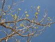 Der ausgetrocknete Baum wacht auf im Frühling mit zarten grünen Blttern auf Hintergrund von blauem Himmel