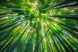 Fototapeta Sypialnia - Arashiyama Bamboo Grove - Stunning Landscape of Famous Forest Attraction