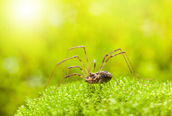 Wall Mural - Daddy longlegs on moss