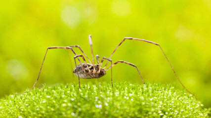 Wall Mural - Harvestman side view