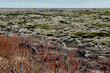 landscape of green moss lava field in Iceland