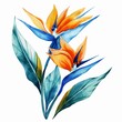 A watercolor painting of orange and blue Bird of Paradise flowers.