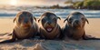 Adorable triplet seal pups lounging on a sandy beach with the ocean behind them as the sun sets in the background