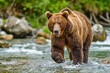 A grizzly bear standing in a rushing river