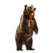 A brown bear stands on a white background