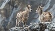 Markhor offspring perching on a rocky surface Native to South Asia and Central Asia markhors are a species of large wild Capra well suited to rugged mountain landscapes