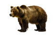 A large brown bear stands on a white background