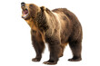 A bear is standing on a white background with its mouth open and teeth bared