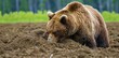 Brown Bear Digging in Dirt Searching for Food Wildlife Nature