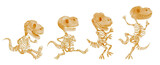 Fototapeta Mapy - Tyrannosaurus Rex dinosaur skeleton . Watercolor paint cartoon characters . Set 4 of 4 . Vector .