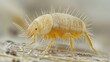 Microscopic image of a springtail