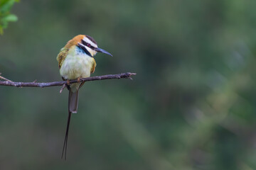 Wall Mural - White-throated-bee-eater (Merops albicollis)