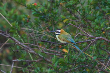 Wall Mural - White-throated-bee-eater (Merops albicollis)