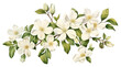 PNG  Vintage drawing jasmine flowers plant white white background.