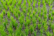 Green rice field in dye soil