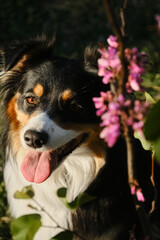 Wall Mural - A black tricolor fluffy Australian Shepherd sits in a spring park on a green meadow near pink flower bush and poses beautifully. A charming playful dog on a morning walk. Portrait of happy pet.