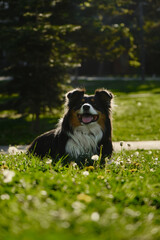 Wall Mural - A black tricolor fluffy Australian Shepherd lies in a spring park on a green meadow and poses beautifully. A charming playful dog on a morning walk. Portrait of happy pet.
