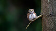 Glaucidium passerinum sits on a branch and looks at the prey.