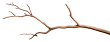 PNG Dried Tree Twig Driftwood Plant Sky