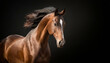 © Pat - Beautiful horse portrait - brown stallion in motion on black background