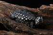 Spotted pond turtle on a big log
