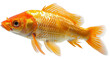 a goldfish with a white background. transparent background png